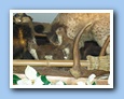 [Click to enlarge image] Weitere Bewohner der Wildmoosalm.jpg